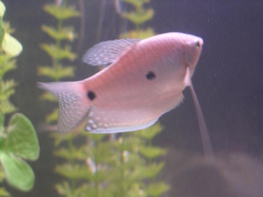 Rated #2135: Freshwater Fish - Helostoma Temmincki - Kissing Gourami Stocking In 55 Gallons Tank - One of my 5 blue gouramis, in the 55 gallon tank