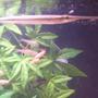 freshwater fish - xenentodon cancila - needle nose gar stocking in 55 gallons tank - Here is one of my 3 needlenose ...