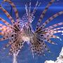 saltwater fish - pterois russelli - russell's lionfish stocking in 75 gallons tank