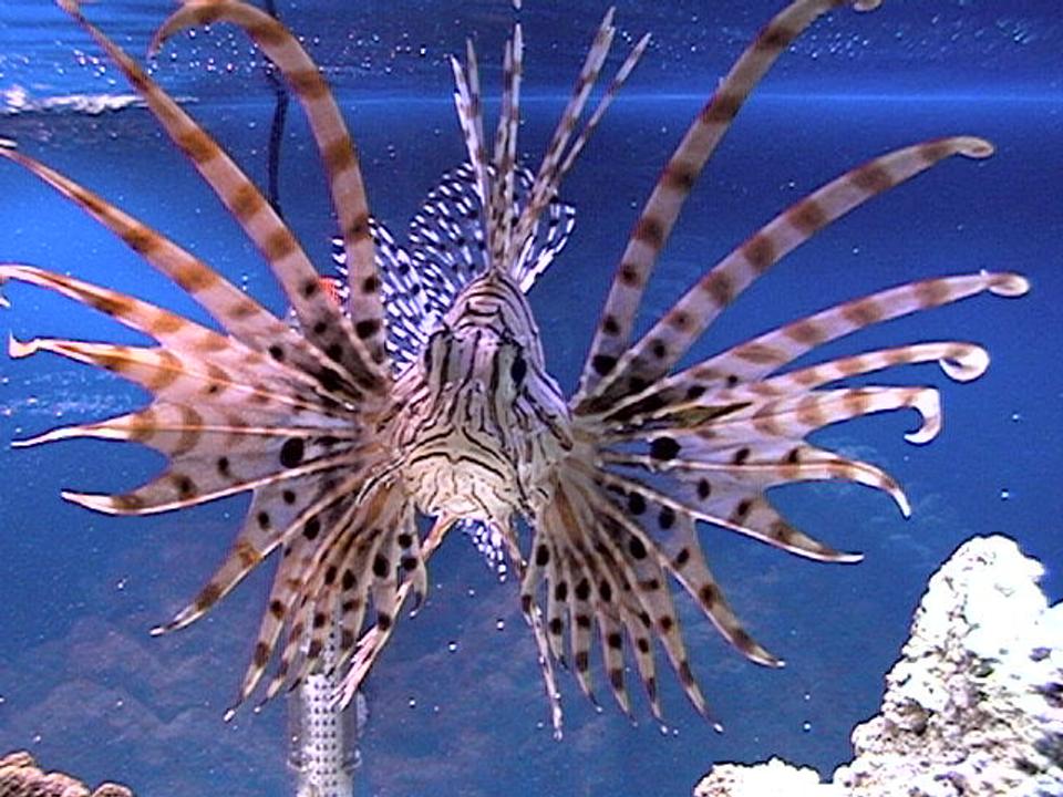 saltwater fish - pterois russelli - russell's lionfish stocking in 75 gallons tank