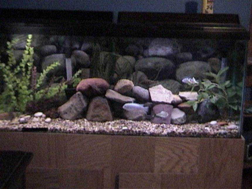Rated #1665: 55 Gallons Freshwater Fish Tank - my 55 gallon fish tank