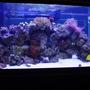 80 gallons reef tank (mostly live coral and fish) - 80 gallon reef and fish, 20 gallon wet/dry filter, CPR refugium, Rena Filstar XP3, Icecap 660 440 watt VHO, multiple circulation pumps. Fish 2 yellow tangs, Blue hippo tang, 3 and 4 stripe damsel, blue damsel,yellow clown goby, diamondback goby, Magenta dottyback, Percula clown, Orange linka Star, and my favortie a 14" Serpant Star "Scary Looking Giant" Corals Candy cane, Pulsing steam Xenia, multiple zoos, Genus Goniopora coral, Star polyps, curley Q, multiple gorgonia and mushrooms.