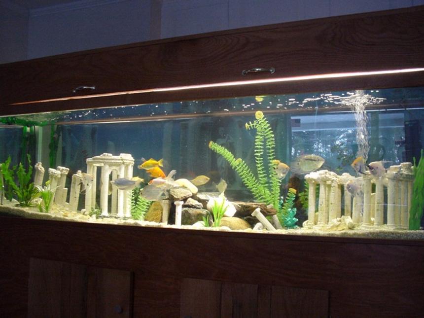 Rated #1845: 125 Gallons Freshwater Fish Tank - 125 Gallons, going for a "Lost City of Atlantis" theme.