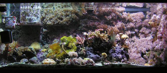 reef tank (mostly live coral and fish) - Full Tank pic (small about a year ago).