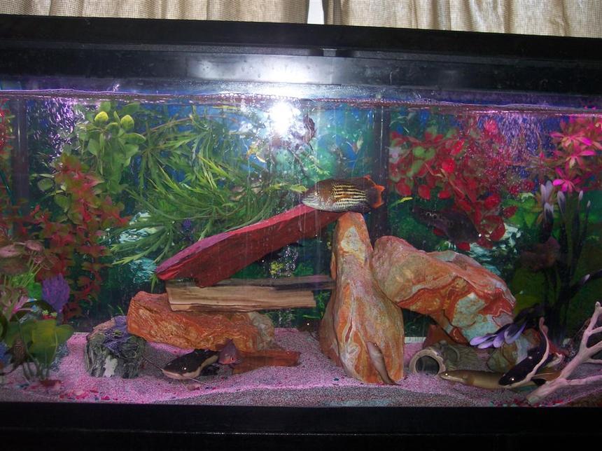 Rated #3248: Freshwater Fish Tank