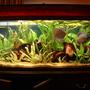 planted tank (mostly live plants and fish) - My discus tank - 6 Discus (4 turqs, 1 blue diamond, 1 snow white/millenium gold cross), cory duplicareas, cardinals, black phantom tetras, bristlenose and 2 rams. 90w lighting, CO2, Eheim 2222 and 2226 externals. Although this is a planted tank, it is NOT a tank for plants
