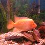 freshwater fish - amphilophus labiatus - red devil stocking in 55 gallons tank - 8 in. Midas Cichlid