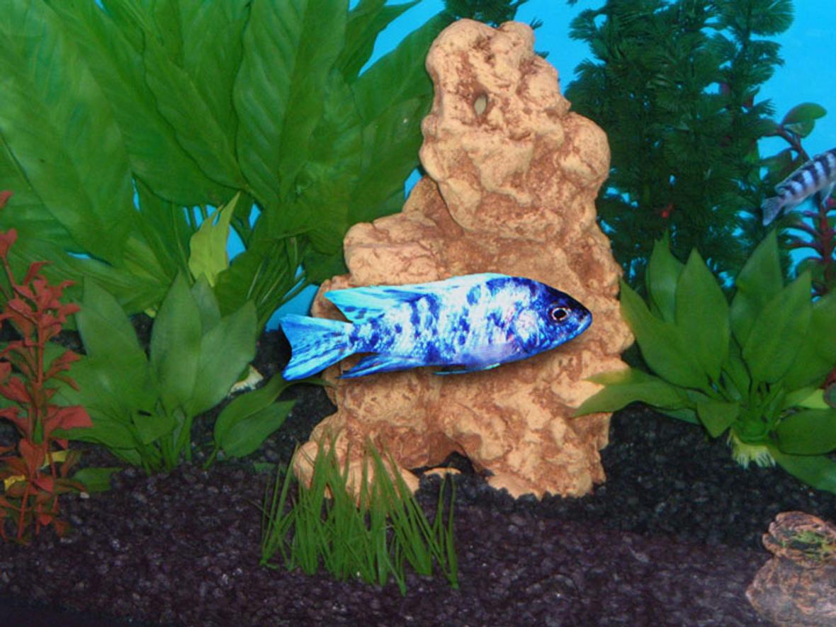 freshwater fish - aulonocara nyassae var. - peacock cichlid, orange blossom stocking in 55 gallons tank - Africian Peacock Cichlid...Medium size, he is in our 55 gallon Cichlid Tank. We have 15 Africians in the tank. He is one of our brightest fish that we have.