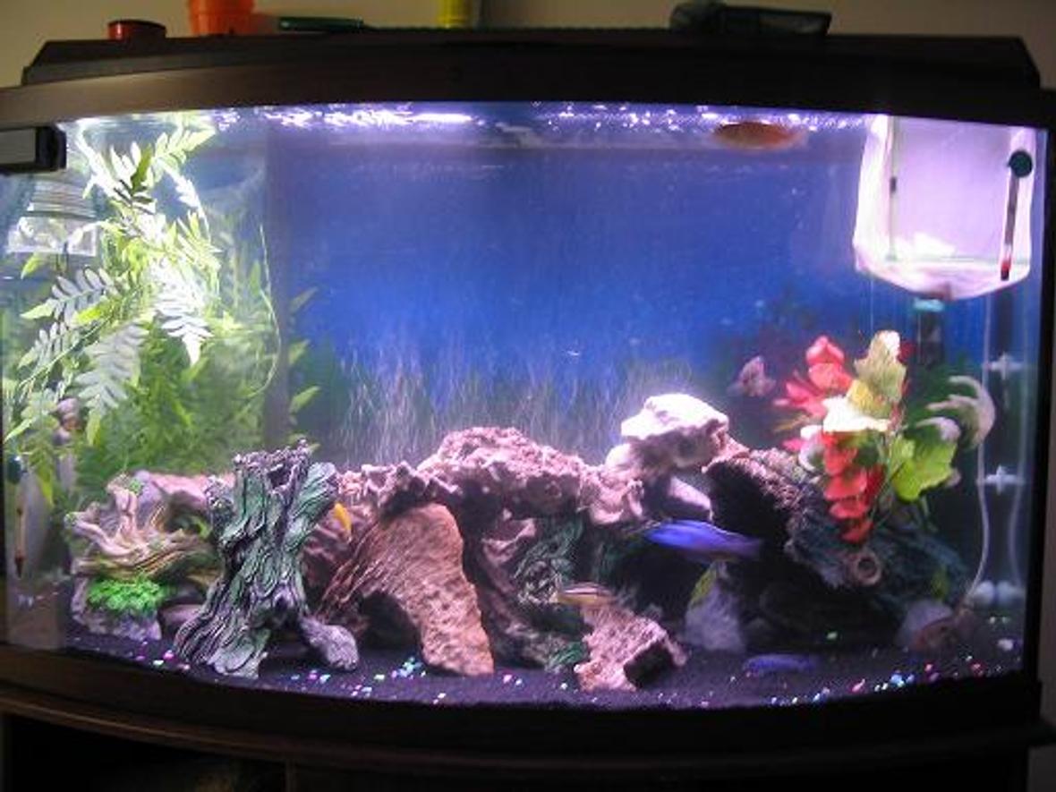 46 gallons freshwater fish tank (mostly fish and non-living decorations)