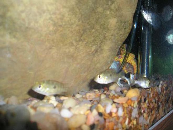 freshwater fish - aequidens rivulatus - green terror stocking in 55 gallons tank