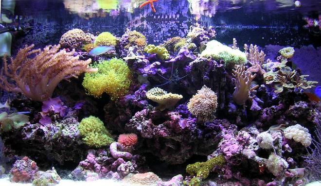 90 gallons reef tank (mostly live coral and fish) - mixed reef tank