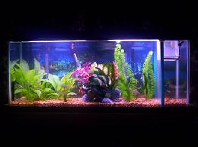 55 gallons freshwater fish tank (mostly fish and non-living decorations) - 55 ga