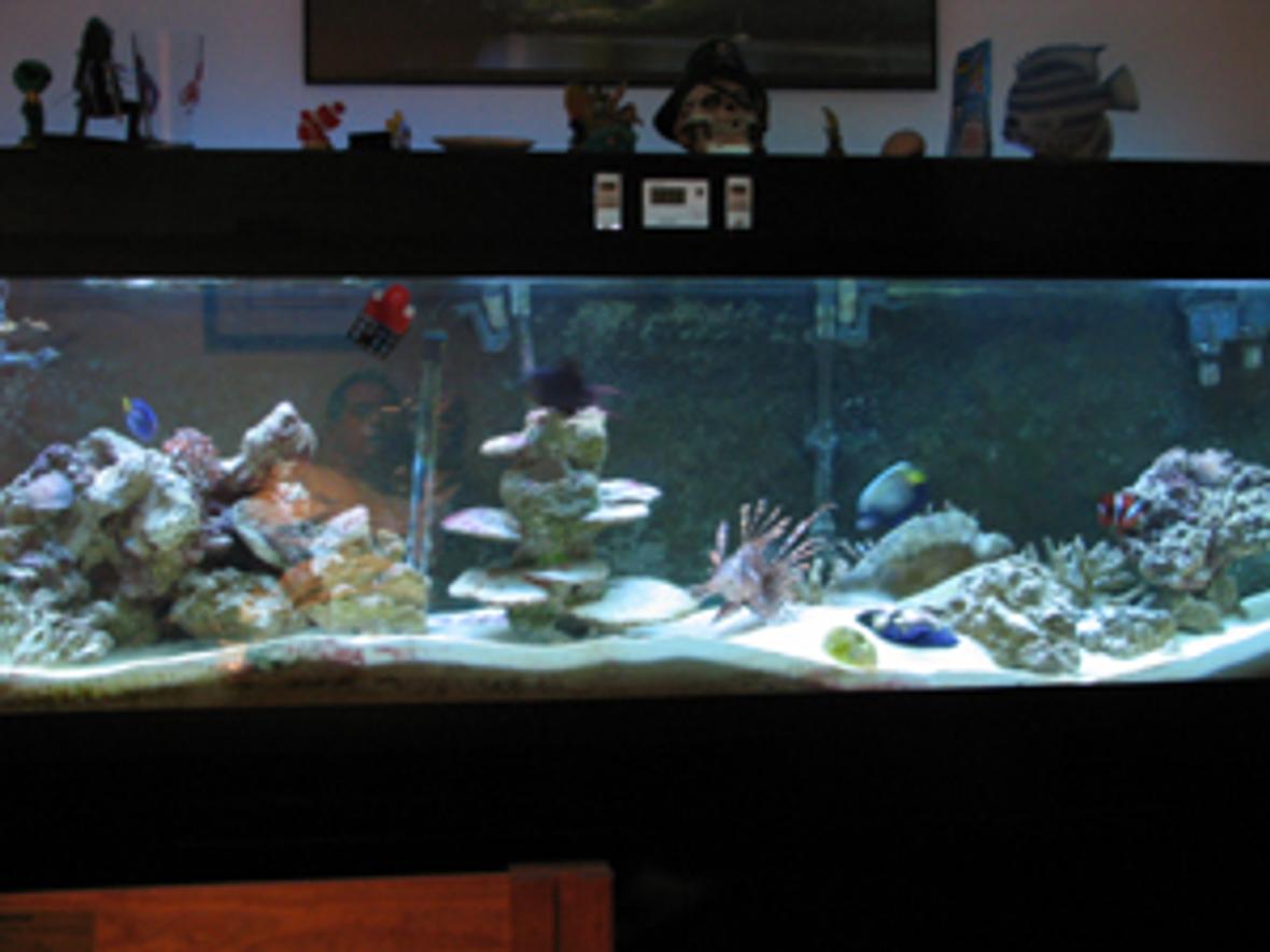 125 gallons saltwater fish tank (mostly fish, little/no live coral)