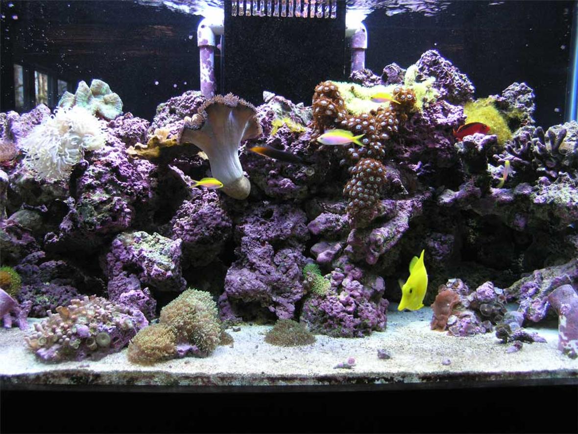 125 gallons reef tank (mostly live coral and fish) - Front