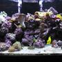 125 gallons reef tank (mostly live coral and fish) - Front