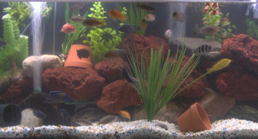 Rated #2481: 55 Gallons Freshwater Fish Tank - this is my first tank