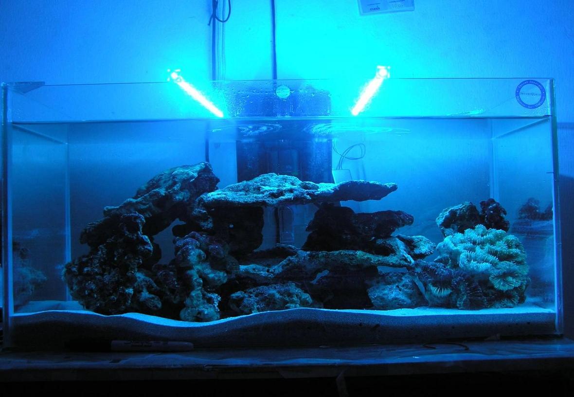reef tank (mostly live coral and fish) - Blue Marine