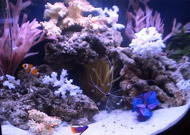 7 gallons reef tank (mostly live coral and fish) - The 7 gallon mini-bow that everyone said would be impossible to keep...goin on 1 month now...no problems!! "Knock on Wood!"