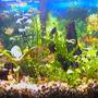 20 gallons planted tank (mostly live plants and fish) - planted discus/ram