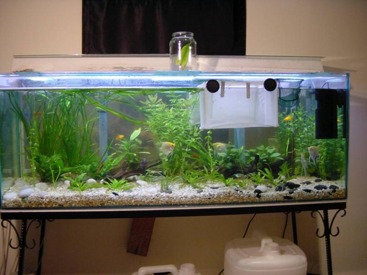 planted tank (mostly live plants and fish)