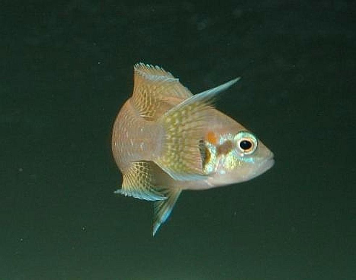 freshwater fish - neolamprologus brichardi - brichardi cichlid - Neolamprologus brichardi making a sharp turn, eye always on the camera disturbing his space.