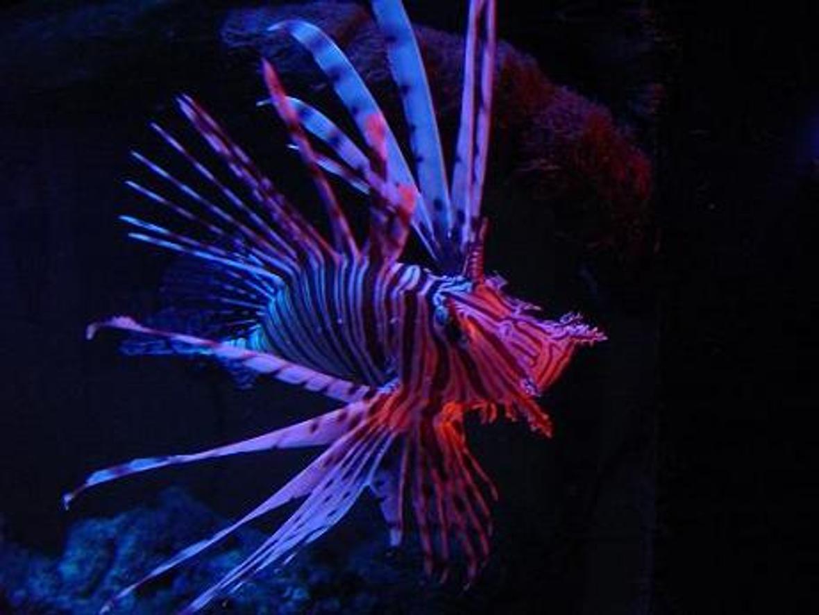 saltwater fish - pterois volitans - volitan lionfish stocking in 130 gallons tank - my lovely volitan