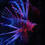 saltwater fish - pterois volitans - volitan lionfish stocking in 130 gallons tank - my lovely volitan
