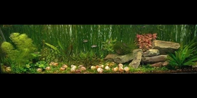 planted tank (mostly live plants and fish) - 125 gallon Tanganyikan community tank with Neolamprologus similis, Chalinochromis sp. "Ndobhoi," and Cyprichromis leptosoma "Utinta." The numerous shells littering the bottom are for the similis and are a necessary part of keeping these fish.