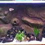 69 gallons planted tank (mostly live plants and fish) - this is my medium planted tanganyikan tank. black lava rocks are drilled with holes to simulate holey rock look without the added weight. a couple of river rock, fine gravel substrate and a few plants together with a DIY background