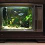3 gallons freshwater fish tank (mostly fish and non-living decorations) - My pride and joy is a Fish tank in an old TV case, looks great!! Have enjoyed breeding platy's and guppy's. The tank is dominated by a gold Severum, a couple of silver sharks, two angels and a gourami