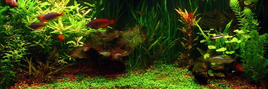 Rated #216: 75 Gallons Planted Tank - 75 Gallon with 260w 6400k daylight pc lighting and 1 48 inch 2x ODNO GE Aquarays T12 bulb, pressurized co2 injection with diy inline reactor.Occupants include SAE, Otto, Rainbowfish, Gourmai, Freshwater puffers, ghost catfish, some kind of algae shrimp, and probably a couple others I probably forgot. Plants - red tiger lotus, glossostigma, various crypts, hygrophila (sunset, difformis, and polysperma), mermaid weed, vals (giant, tiger, spiral) plus several others I either forgot or may not have positivly identified yet...