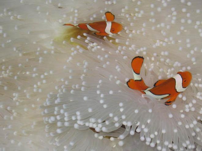 saltwater fish - amphiprion percula - true percula clownfish stocking in 3 gallons tank - Some Fish that I have met