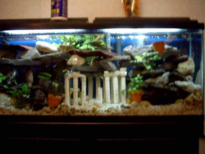 55 gallons planted tank (mostly live plants and fish) - cichlid tank, 55 gal, built caves out of slate rock found in TN