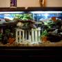 55 gallons planted tank (mostly live plants and fish) - cichlid tank, 55 gal, built caves out of slate rock found in TN