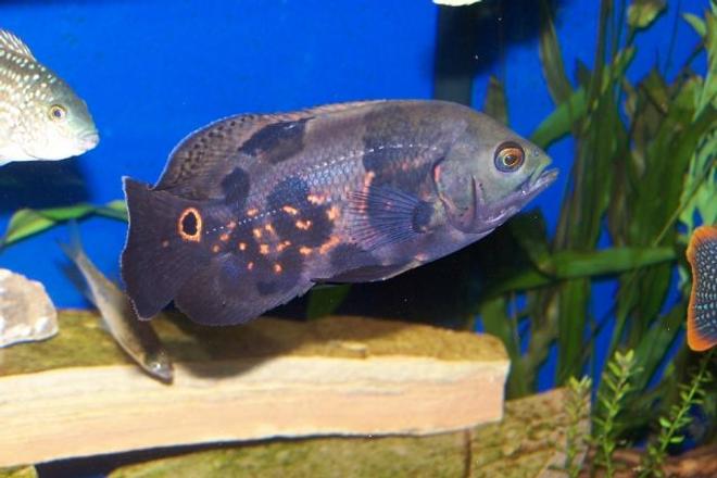 freshwater fish - astronotus ocellatus - tiger oscar stocking in 125 gallons tank - one of my oscars in a 125 gal south american tank.