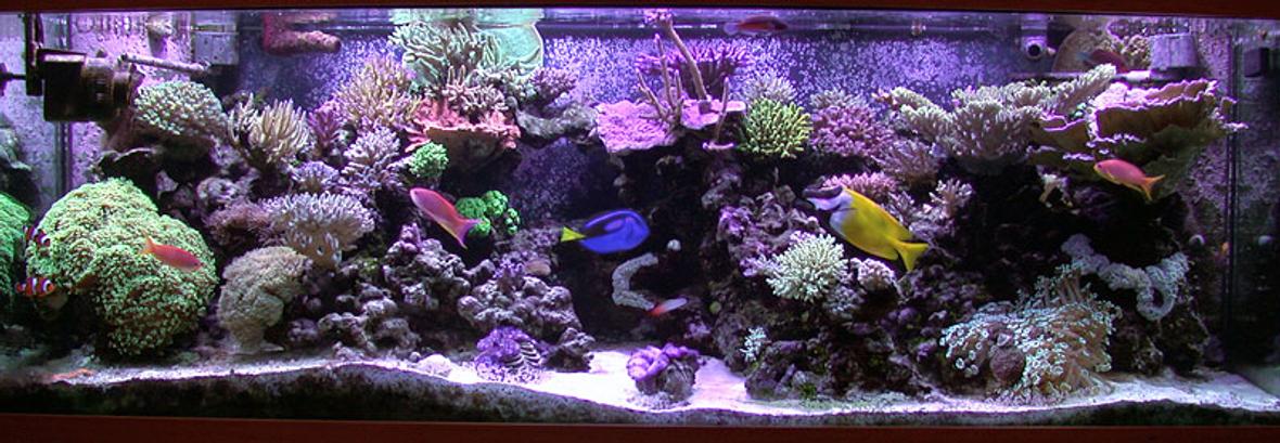 reef tank (mostly live coral and fish) - 180 gallon sps/hardcoral reef tank. Modifed berlin setup, LR/LS.