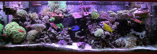 reef tank (mostly live coral and fish) - 180 gallon sps/hardcoral reef tank. Modifed berlin setup, LR/LS.