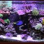 reef tank (mostly live coral and fish) - 180 gallon sps/hardcoral reef tank. Modifed berlin setup, LR/LS.
