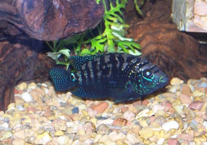 freshwater fish - nandopsis octofasciatum - jack dempsey stocking in 125 gallons tank - This Black Jack is now a proud papa. His mate, also a Black Jack, spawned on 5/27 producing close to 500 fry which hatched out on 5/29.