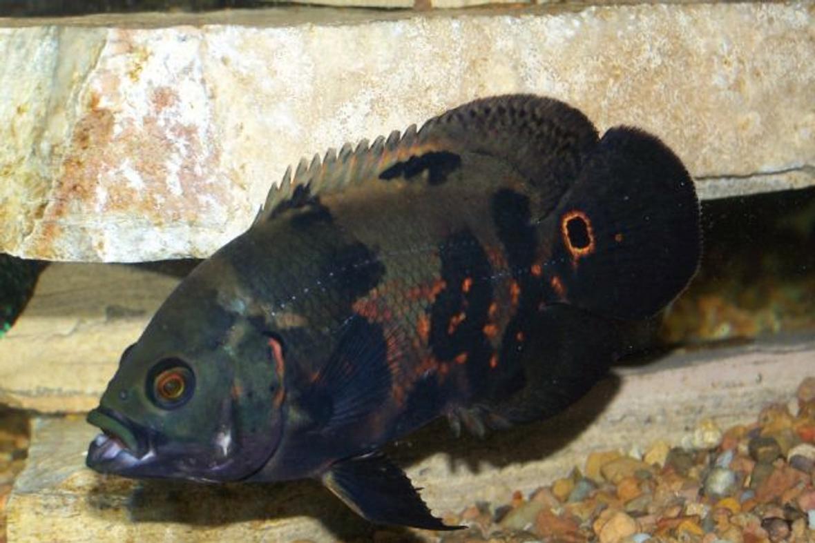 freshwater fish - astronotus ocellatus - tiger oscar stocking in 125 gallons tank - another one of my Oscar's in a 125 gal tank.