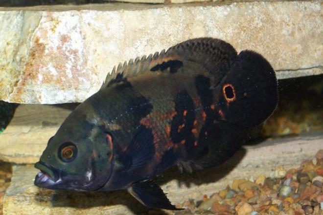 freshwater fish - astronotus ocellatus - tiger oscar stocking in 125 gallons tank - another one of my Oscar's in  a 125 gal tank.