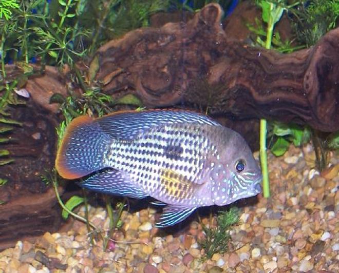 freshwater fish - aequidens rivulatus - green terror stocking in 125 gallons tank - male green terror