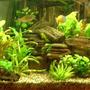 54 gallons planted tank (mostly live plants and fish) - 54g Bowfront Corner Tank 6 Boesmani Rainbows 5 Clown Loaches 1 Gold Nugget Pleco 2 Gold Algae Eaters Ehiem Canister Filter Ebo Jager CO2 w/ aquamedic diffuser 3x55w Power Compact lighting Sorry, the pic quality stinks!