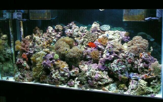reef tank (mostly live coral and fish) - 90 gallon reef. 125ls live rock. skim coat of live sand. 2 x 250 watt 10,000 k m/h. 2 x 40 watt uri super actinics. aqua c urchin pro skimmer. 20 gallon chambered sump. little giant return pump @ 1000 gph. teco chiller/ heater
weekly 5-10 percent water changes and i only test and adjust for alk and calcium....
