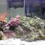 20 gallons reef tank (mostly live coral and fish) - Just Starting