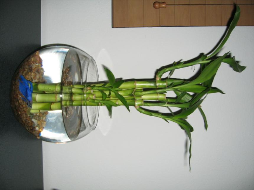 Rated #4134: 1 Gallon Freshwater Fish Tank - betta bowl with lucky bamboo