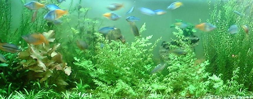 Rated #855: 125 Gallons Planted Tank - 125 gal.Ferns, Anubius, crypt, grasses, lilies, ect. The school of rainbows is about 25 deep. 2x160w vho, 3x55w pc. ebo jaeger heater, penguin 300 biowheel, 802 power head. Let me know whAT YOU THINK!