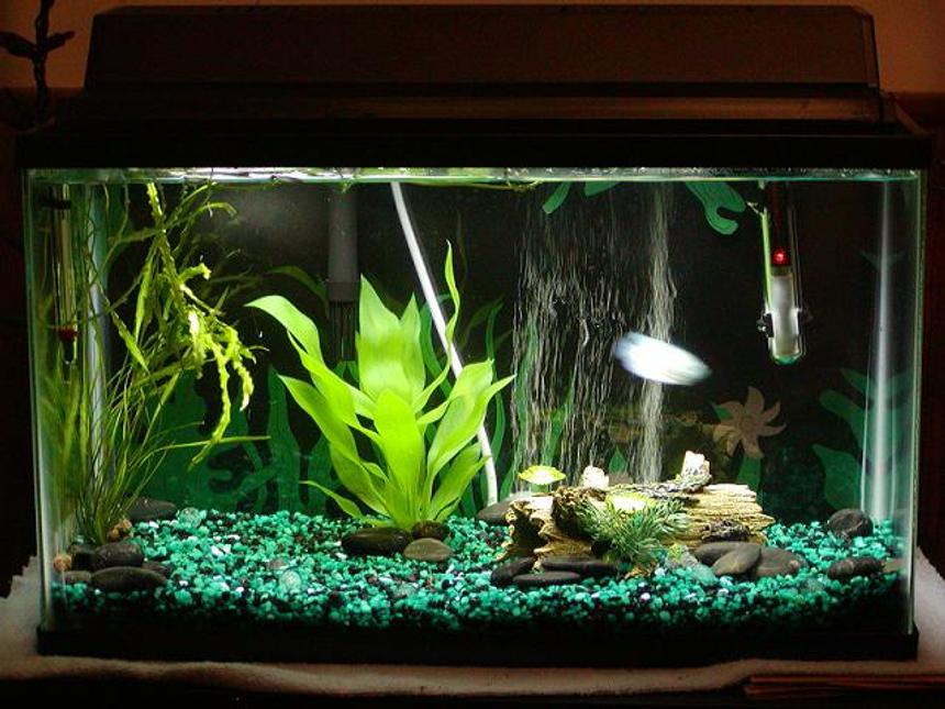 Rated #2715: 10 Gallons Freshwater Fish Tank - This is my fish tank.  The blue 'blob' is my fish, Uda Baaji.  (That's his name) ... He is a Powder Blue Dwarf Gourami and VERY active and getting old!  He has a lil albino cory for a cage mate(and constantly picks on it and anything else I put in with him!!! : ).
