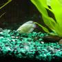 freshwater fish - trichogaster trichopterus - blue gourami stocking in 10 gallons tank - UDA!! My Gourami fish...