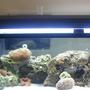 60 gallons reef tank (mostly live coral and fish) - My Tank